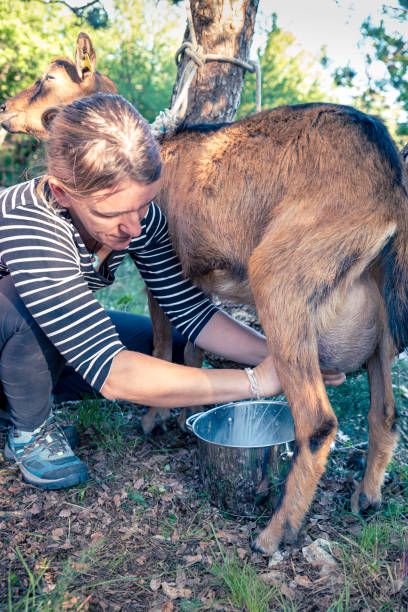 Benefits of drinking goat’s milk