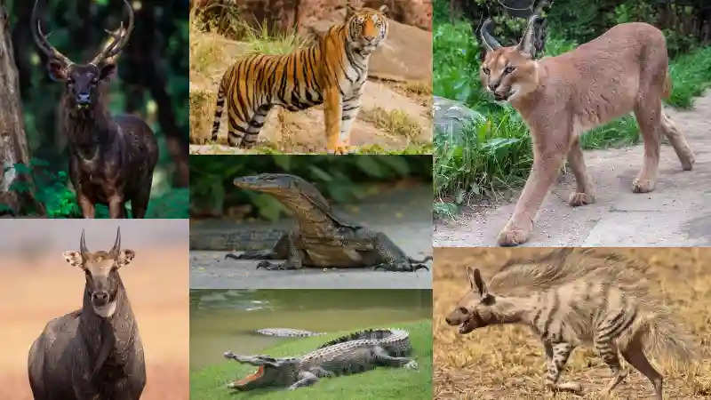 Want to do this summer holidays, some adventures and stormy to visit this unique world of tigers, complete travel guide in video