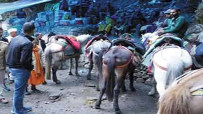 Horses flu disease spread across Chardham Yatra route, warehouse for animal husbandry; Sick Animal Isolate – Outbreak of Horse Flu on Chardham Yatra 2025 Route Animal Cantive Department Alert