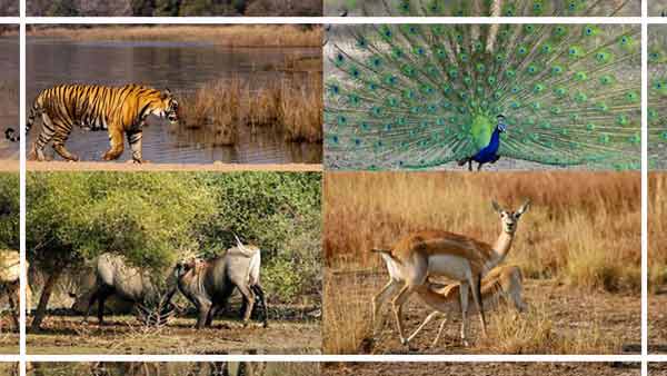The 180 million year -old life is based in JaisAlmer’s Desert National Park, will win a panoramic view in this 3 -minute video