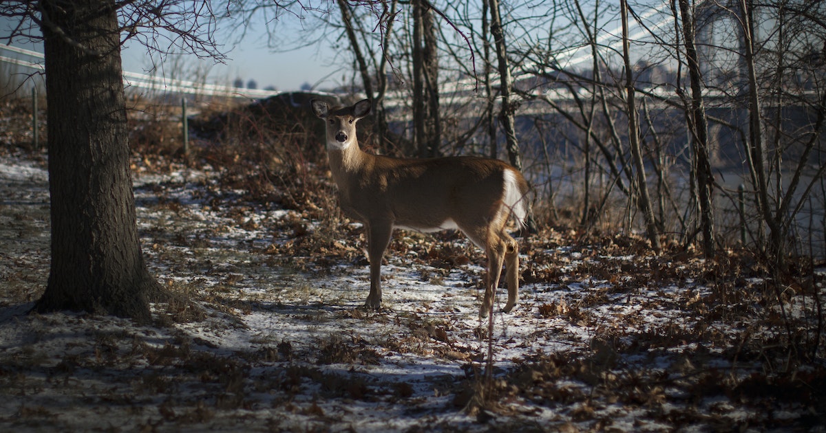 Study: Corona’s mutations develop faster in deer than humans