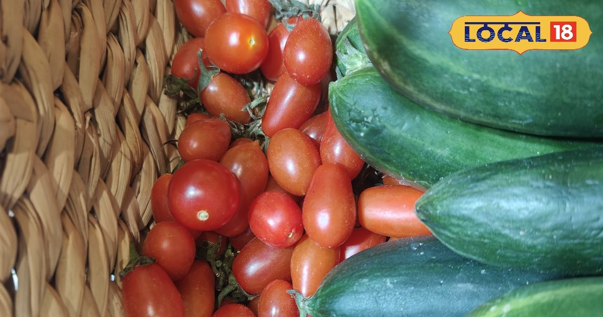 Healthy cherry tomato cultivation that takes place with hydroponic technology in Noida!