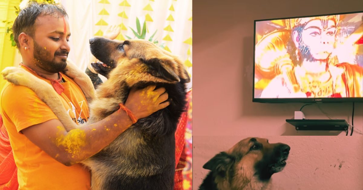 ‘Not German, Sanatani Shepard Ka Saab’, This dog is an exclusive dedicated from Hanuman, the Conch plays with mouth
