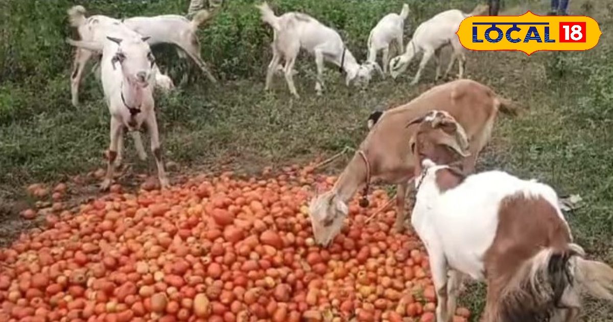 Tomato two kg, the prices of the farmers are broken by falling prices … tomatoes feed cattle under coercion