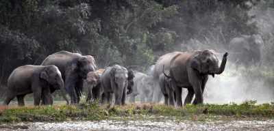 CM Yogi’s big announcement, UP, will soon get its second Elephant Reserve Park!