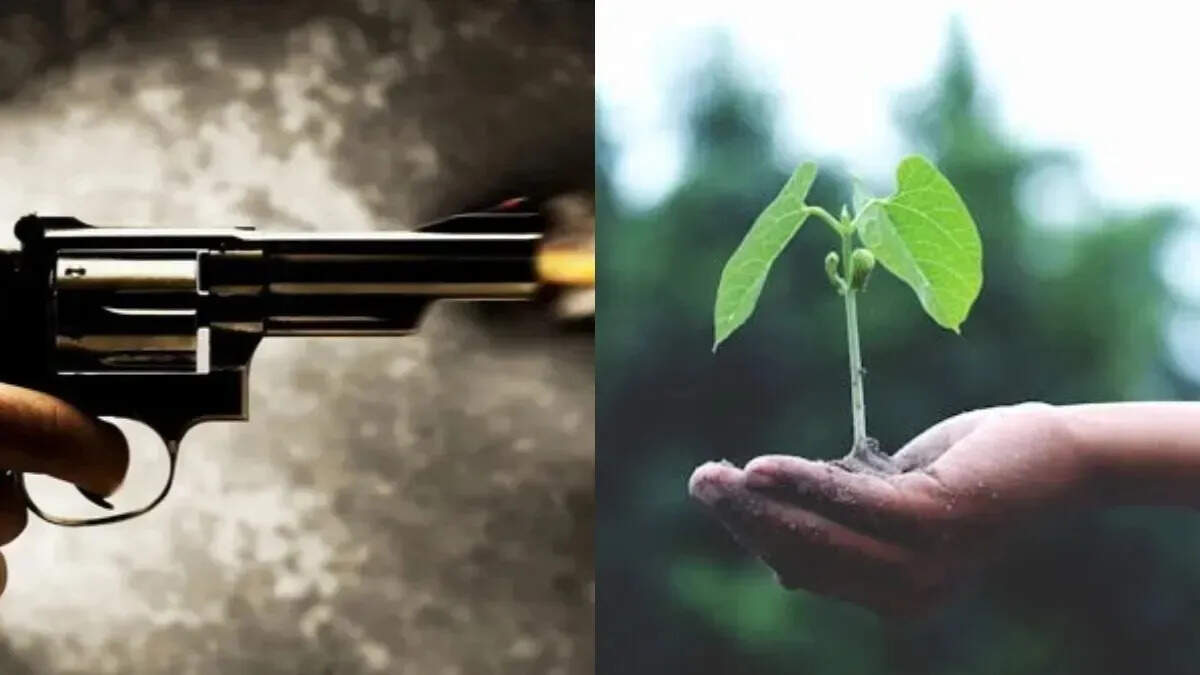 If you want a weapon license, plant trees, new rules in this district Uttar Pradesh