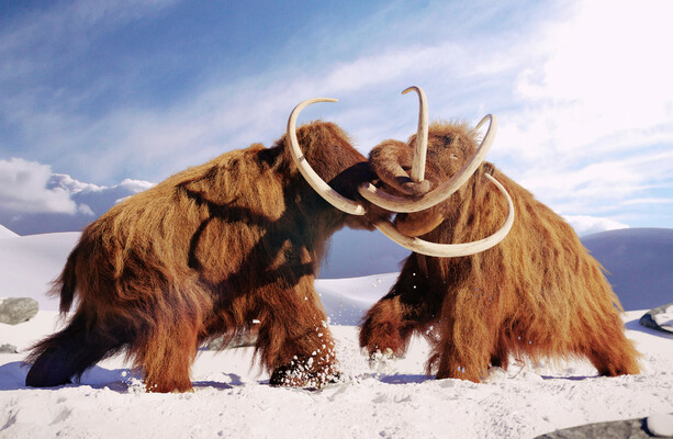 How much do you know about these extinct animals? · Thejournal.ie – ryan