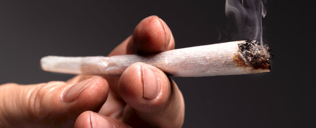 Regular Weed Smoking Seems to Increase Cardiovascular Disease Risk, Study Shows – ryan
