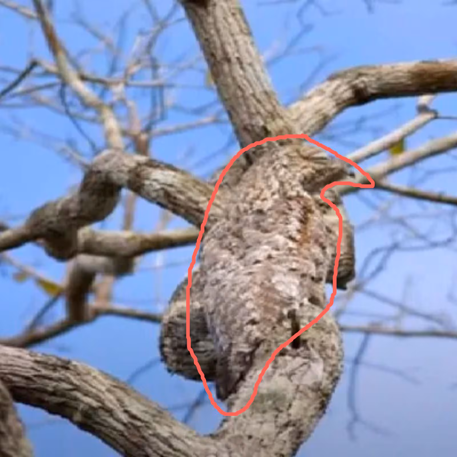 Have you ever seen birds growing on tree will be shocked to see photos