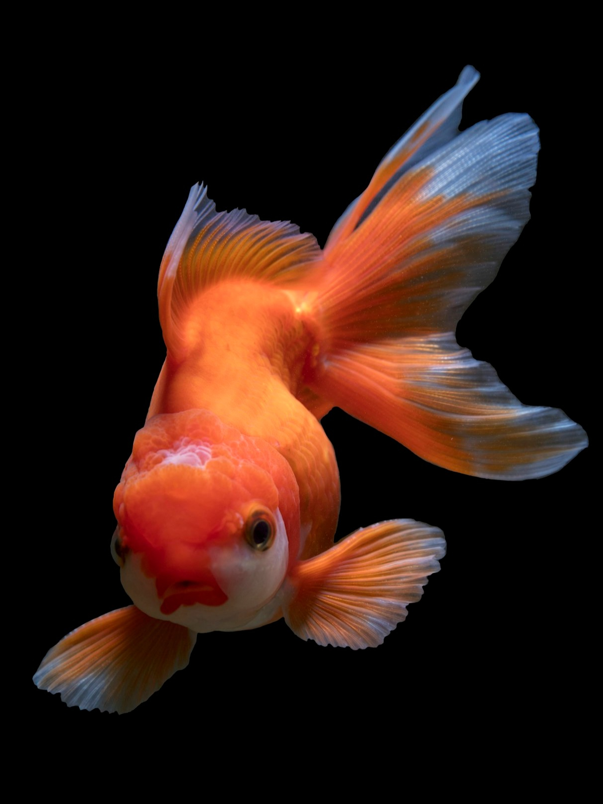 9 but most fish in the world