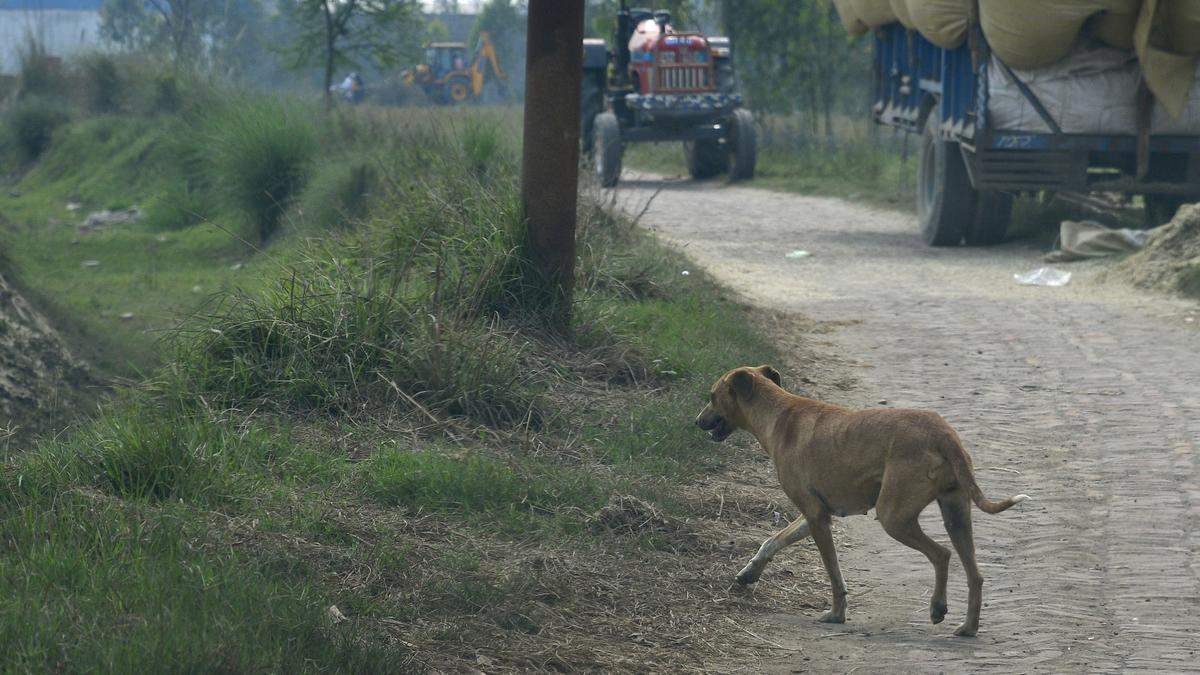 3 -Year -old child dies due to crazy dogs bite in Uttar Pradesh