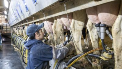 Why did Britain banned individual imports of meat, dairy products from all EU countries?