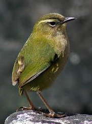 10 most rare birds in the world