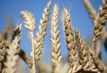 Egypt aims to increase wheat reserves, to be sufficient for 6 months by strengthening purchases