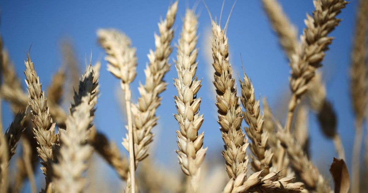 Egypt aims to increase wheat reserves, to be sufficient for 6 months by strengthening purchases