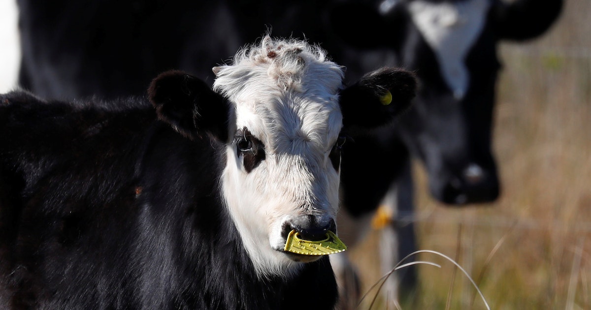 Nutrition on weeds: What are its benefits for heart health?