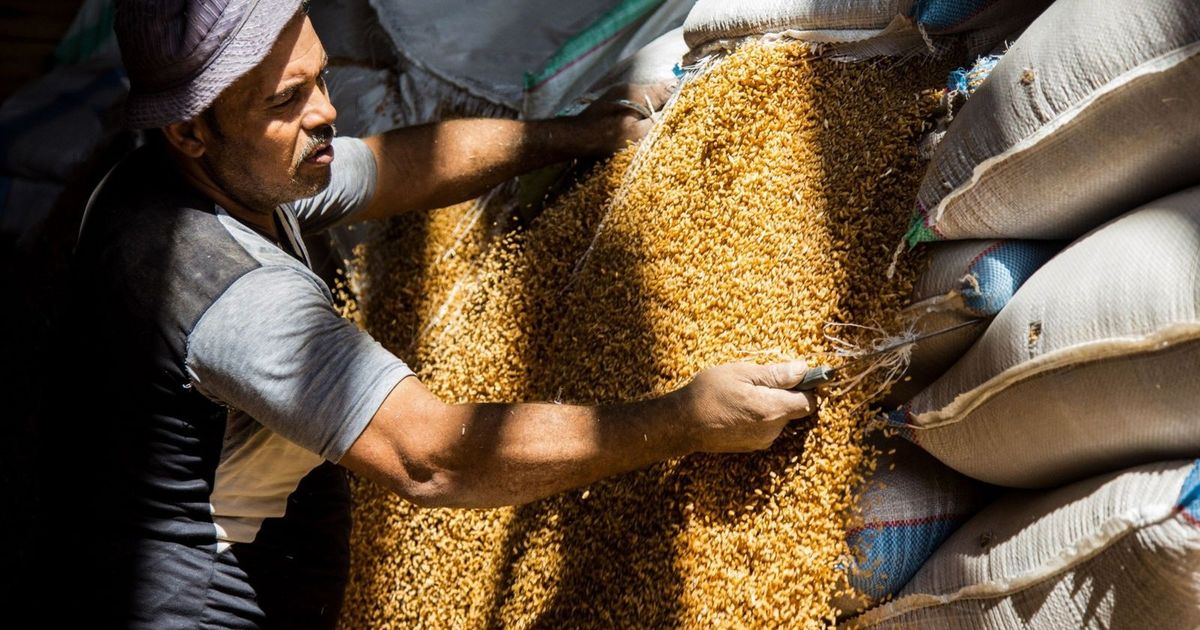 Egypt’s import of wheat 2024 at the highest level in ten years