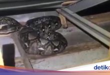 4 -Meter Sanca Snake entered the ceiling of residents’ houses in depok, Damkar intervened