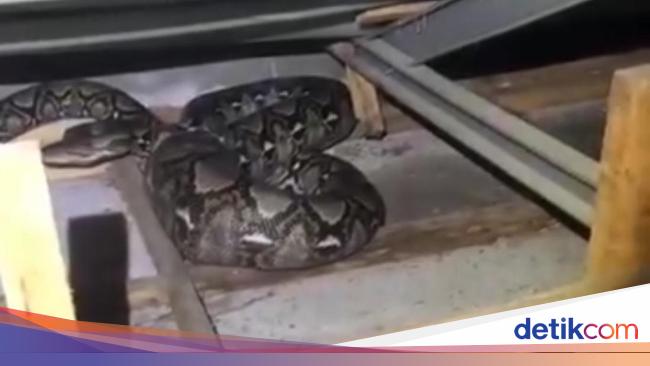 4 -Meter Sanca Snake entered the ceiling of residents’ houses in depok, Damkar intervened