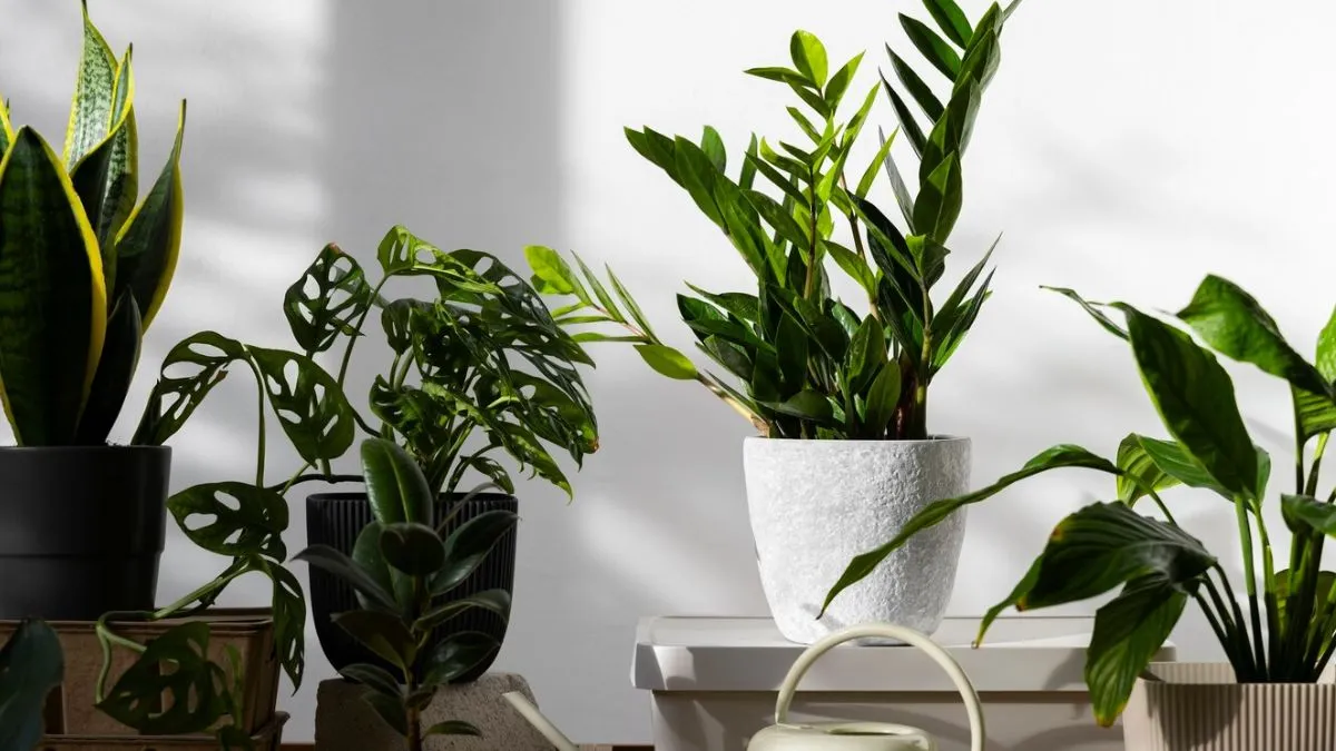 How can you decorate a living room with room plants? Create a fresh and soothing place