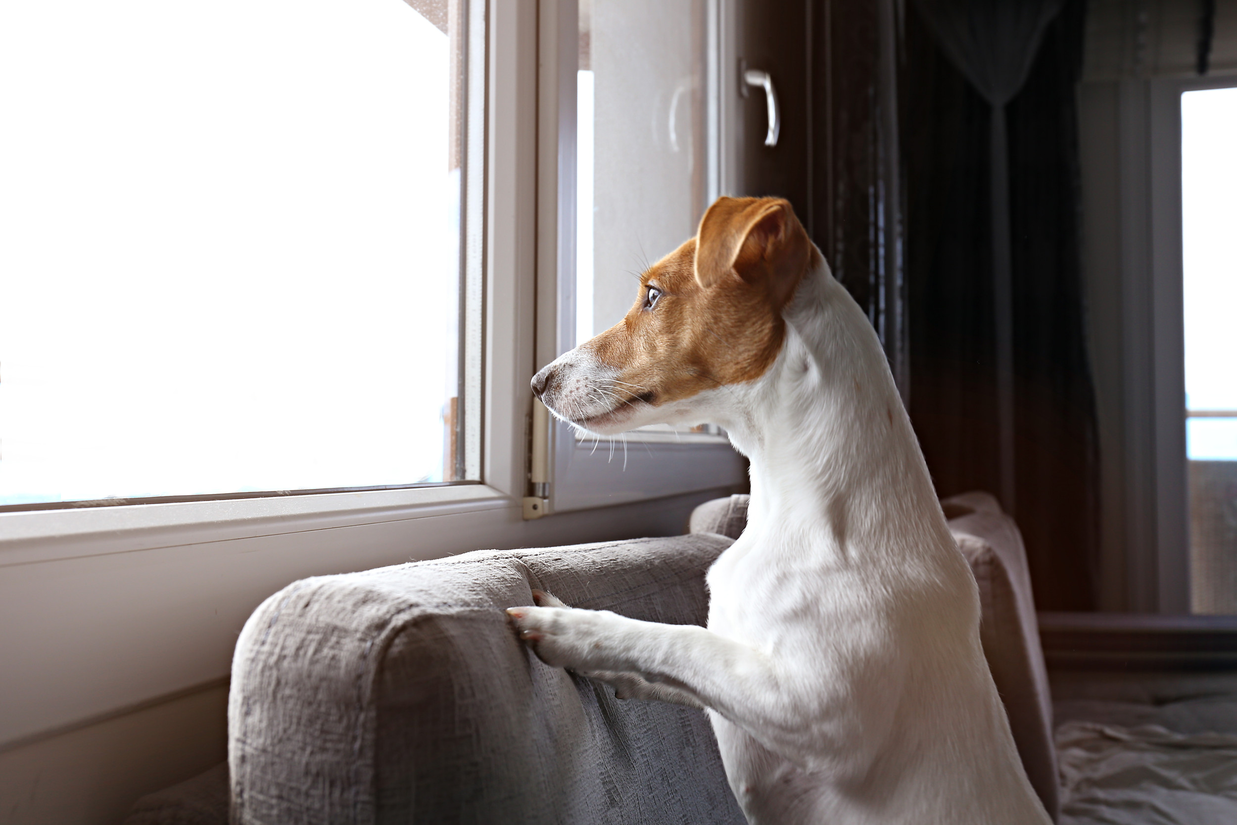 Dog Lovers Conflicted on Ethics of Adopting if You Don’t WFH—What To Know – ryan