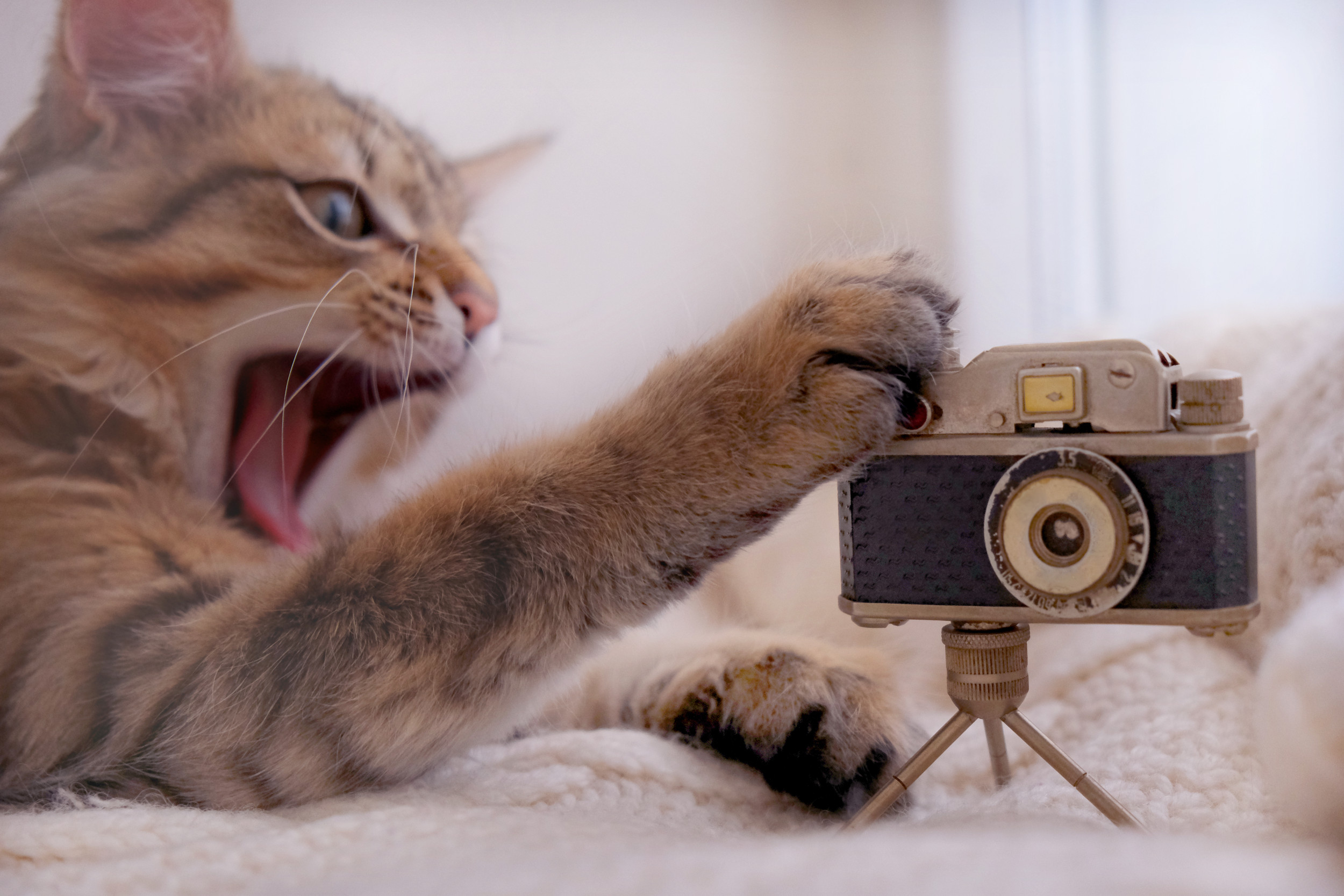 Pets Are Better Influencers Than People, According to Science – ryan