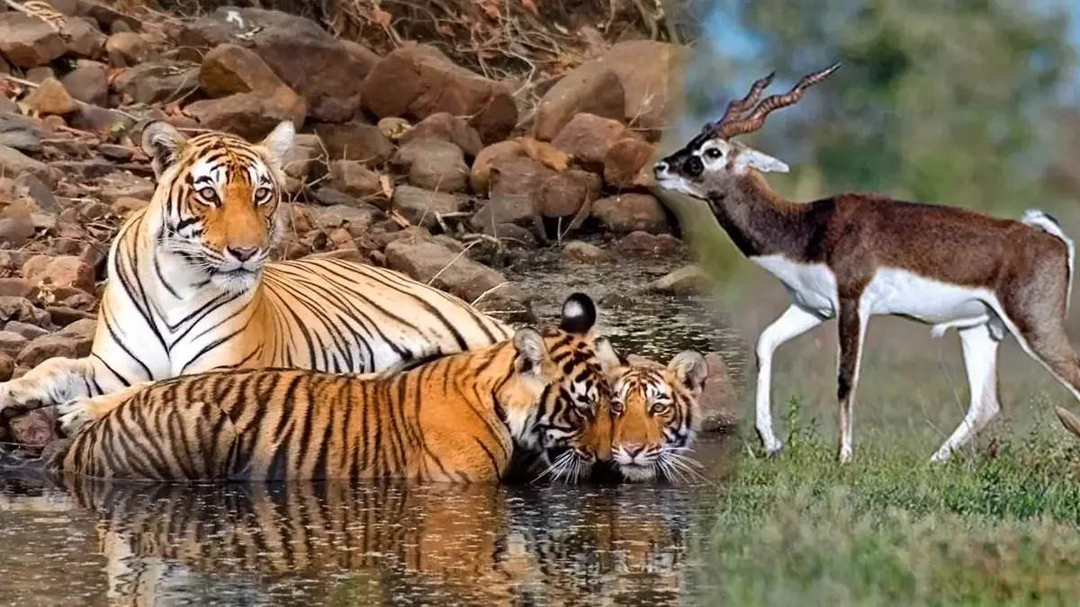 The Sariska Tiger Reserve plans to visit the summer holidays, how to know in the 3 -minute video, how much will be spent and the full details of Safari