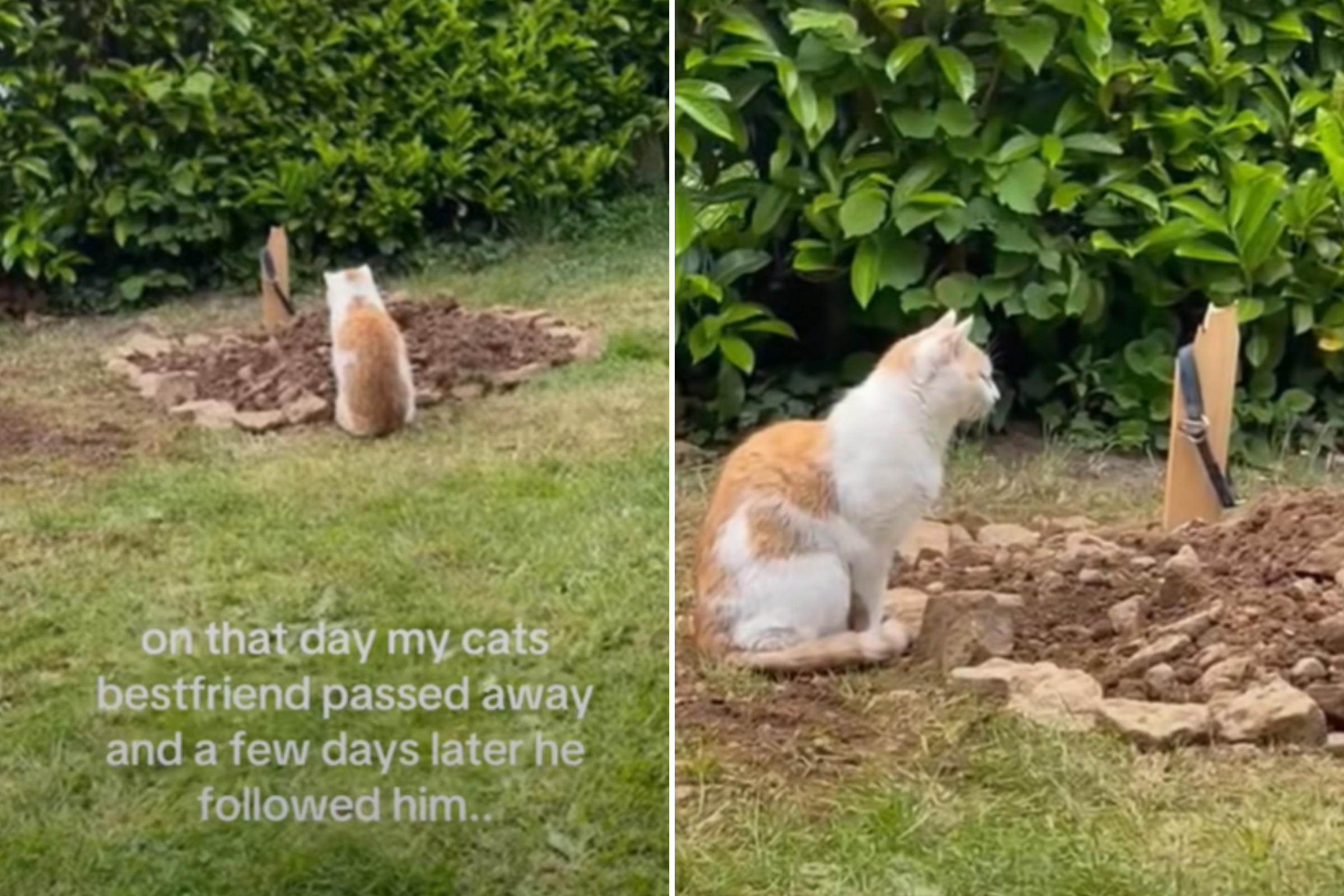 Tears As Cat Mourns Loss of Dog Best Friend, Only To Join Him Days Later – ryan
