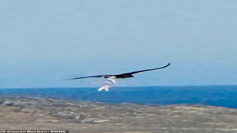 A terrifying video .. an eagle kidnaps a newborn lamb and flying in the sky – ryan