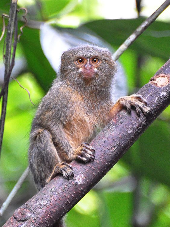 Monkey smaller than palm