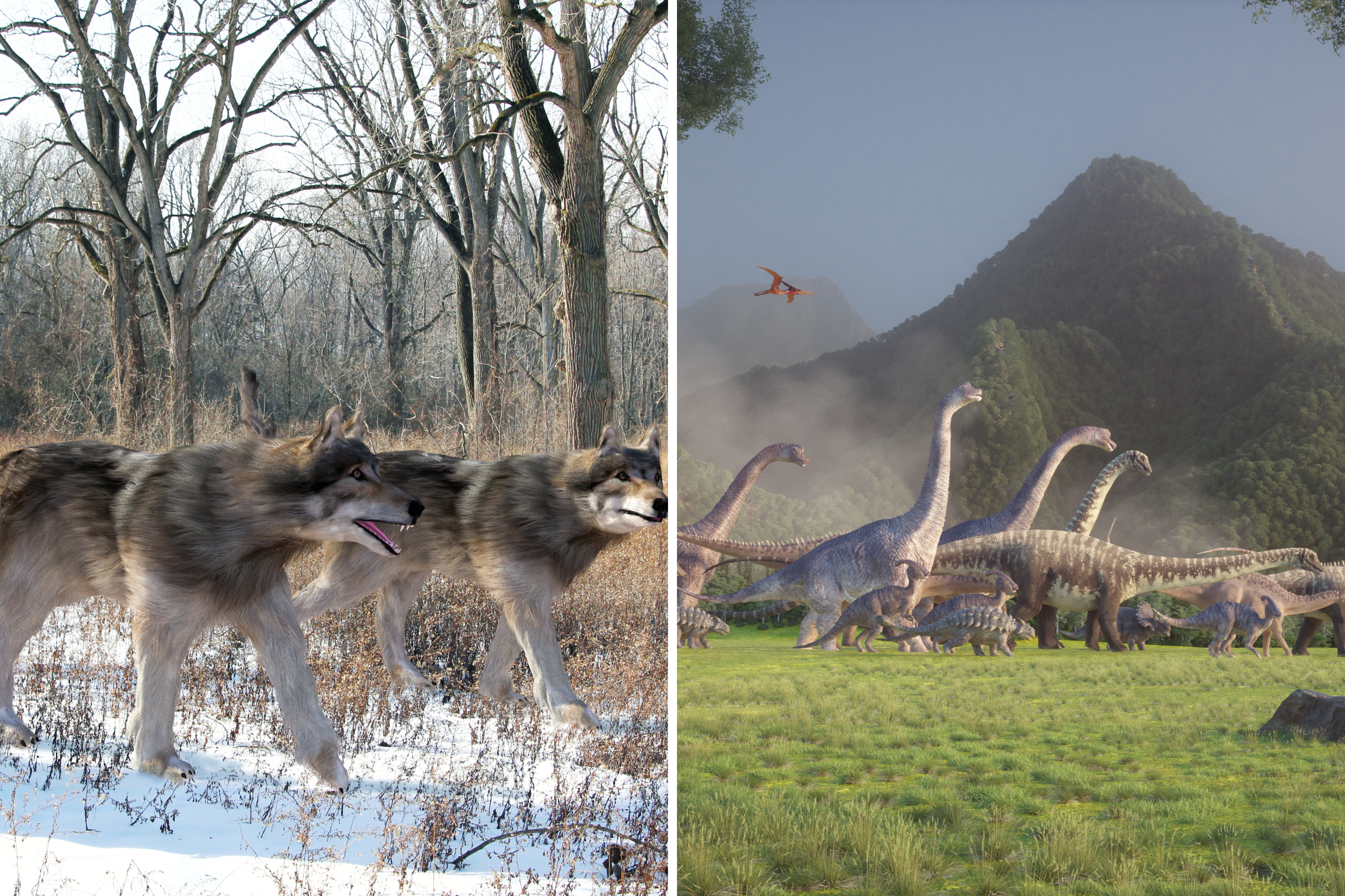 Dire Wolf ‘Back From Extinction’—Could Woolly Mammoths, Dinosaurs Be Next? – ryan