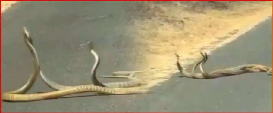 When snakes were wrapped on the road on each other, viewers flew the senses, and the video would not sleep at night