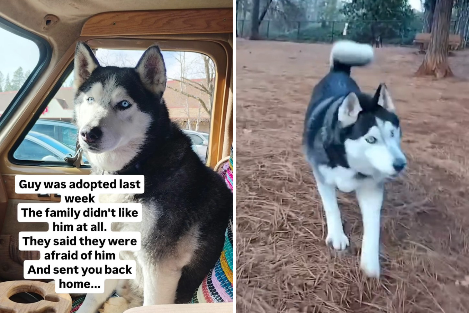 Husky Returned When Owners ‘Didn’t Like Him,’ Then Rescue Realizes Mistake – ryan