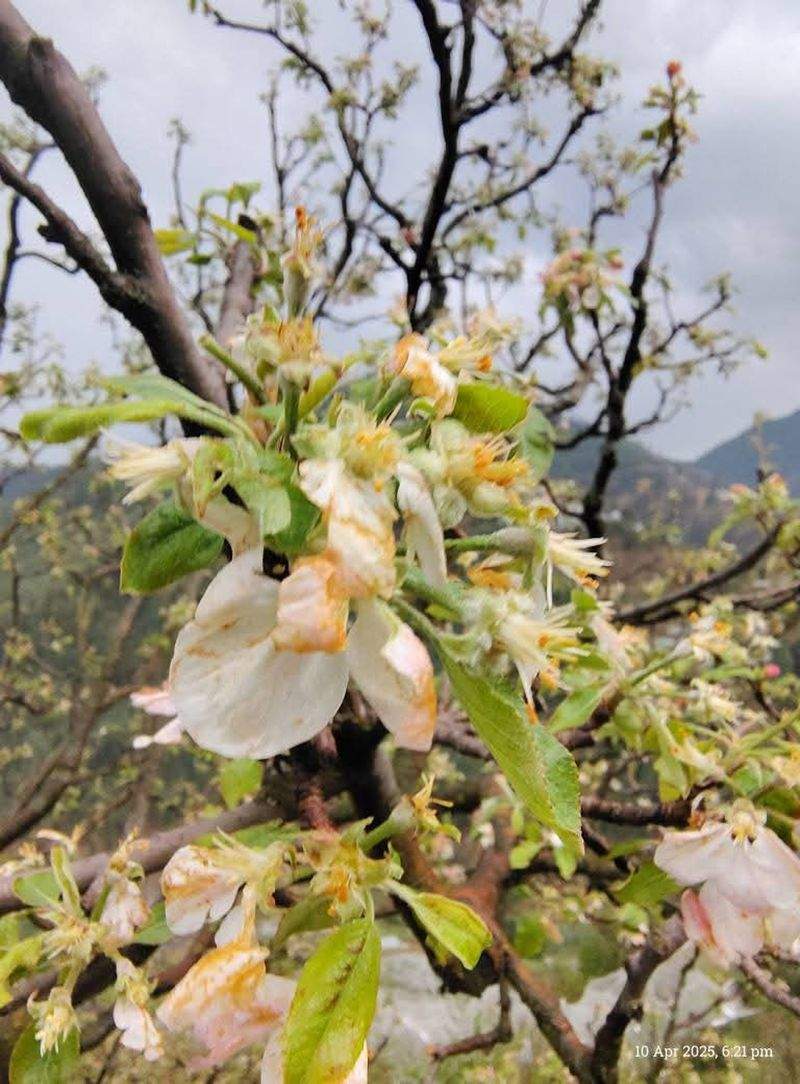 Damage to apple gardens and standing crops in Mandi, Kullu due to hailstorm