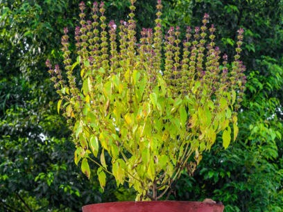 How to take care of the basil plant at home
