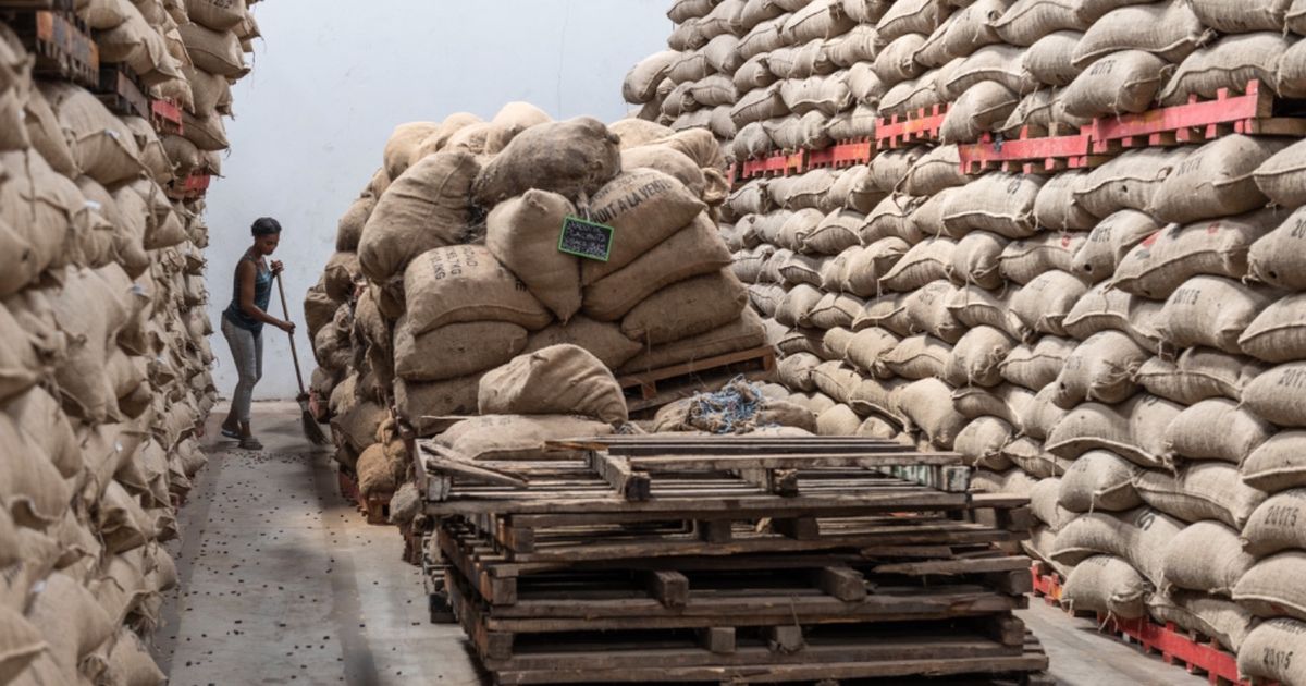 Cocoa prices are rising amid the fear of reducing the coast of the coast