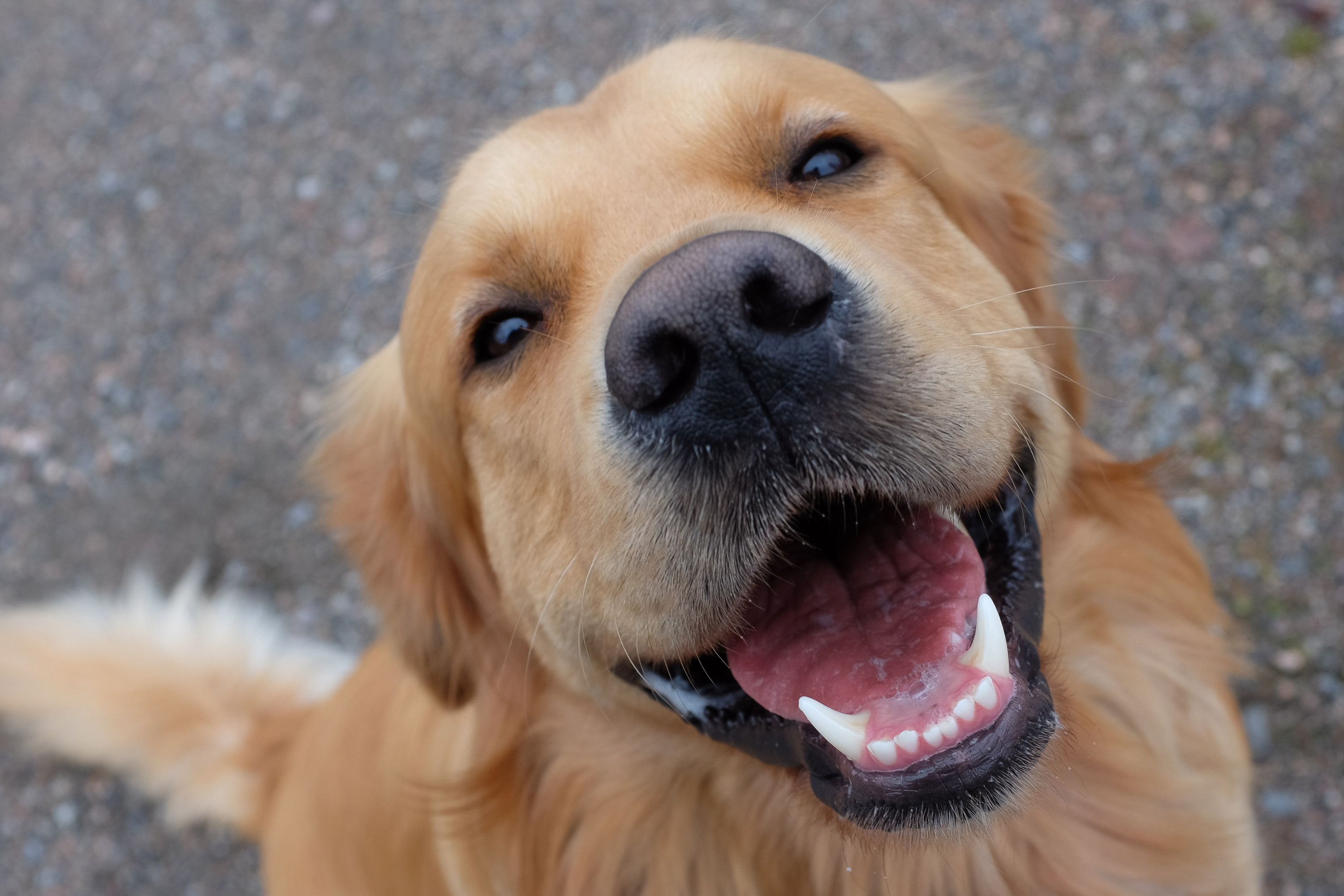 Key Signs Your Dog Is Trying to Communicate With You, According to Experts – ryan