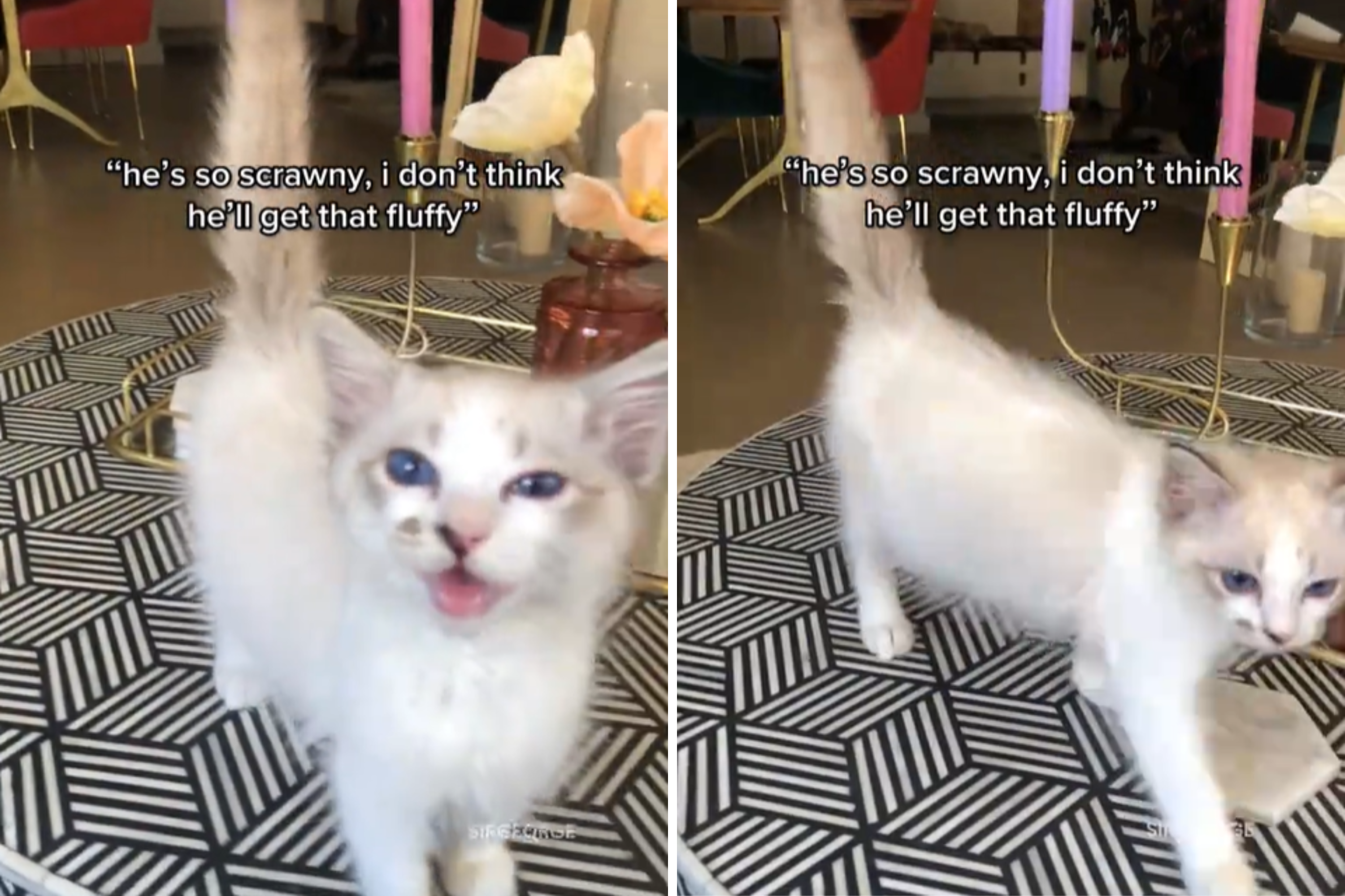 Cat Owner Doesn’t Think Kitten Will Get ‘That Fluffy,’ They’re Proven Wrong – ryan