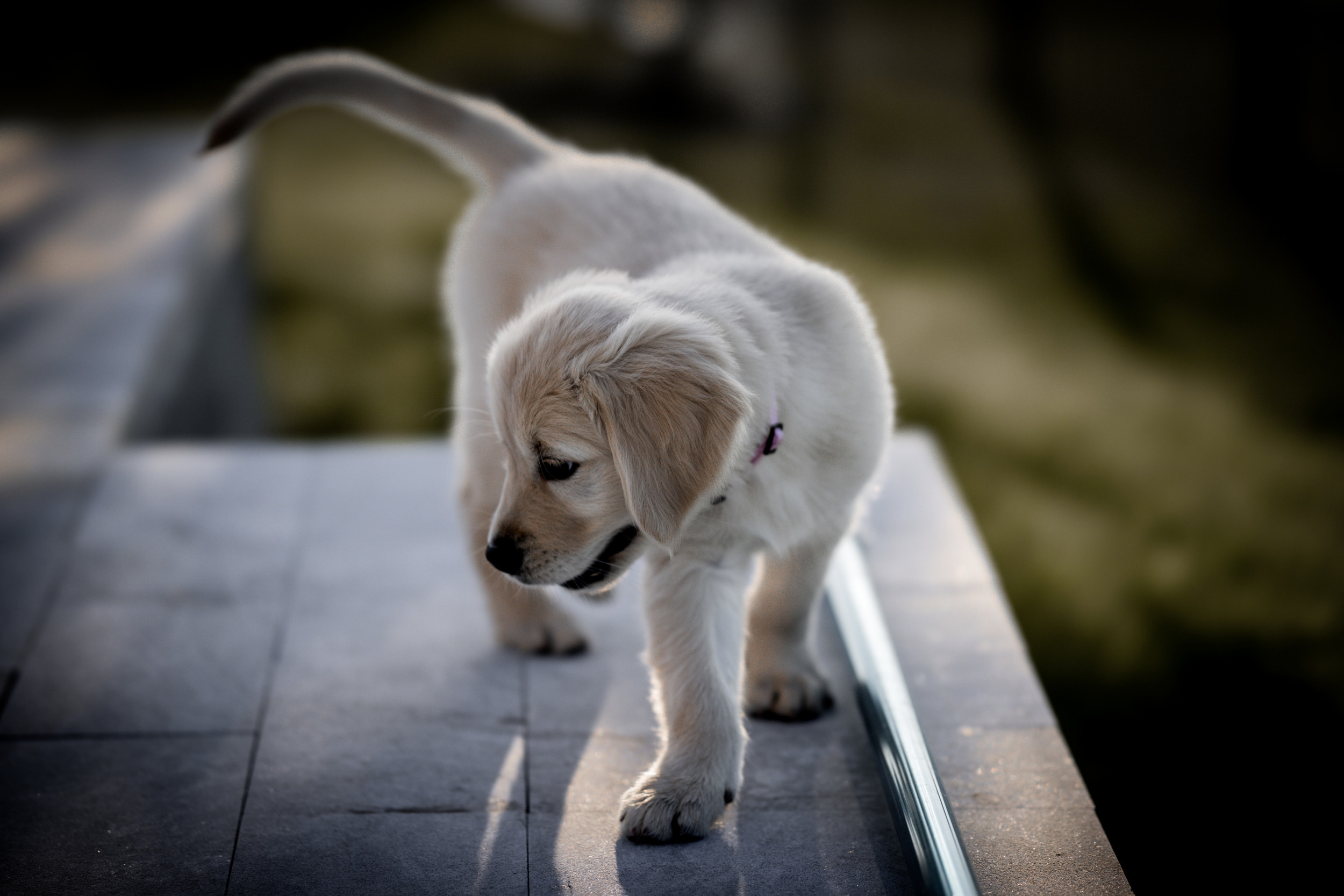 Golden Retriever Puppy Attempts To Jump Off Porch—Backfires in Adorable Way – ryan