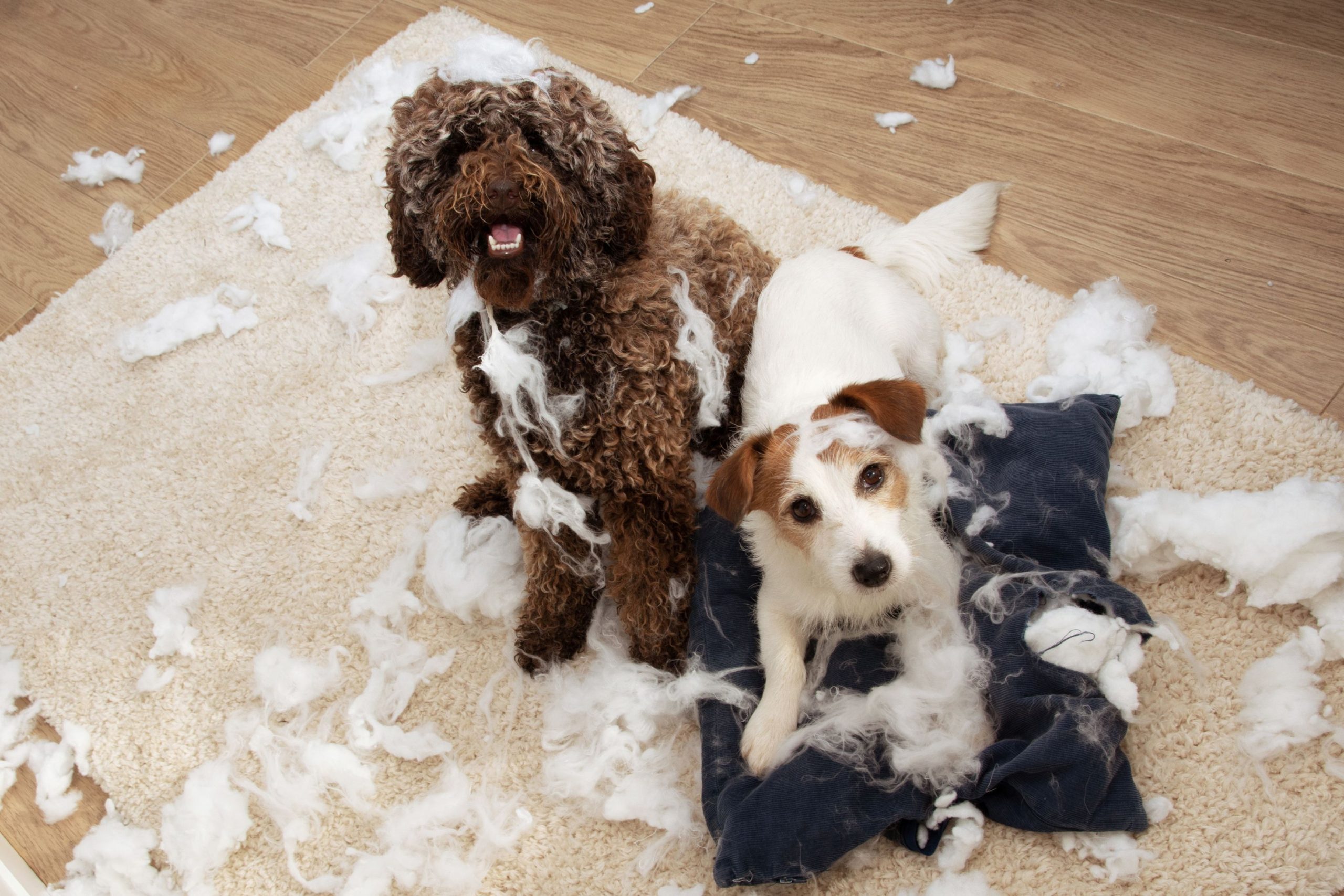 More Than 99% Of US Dogs Have Behavior Problems – ryan