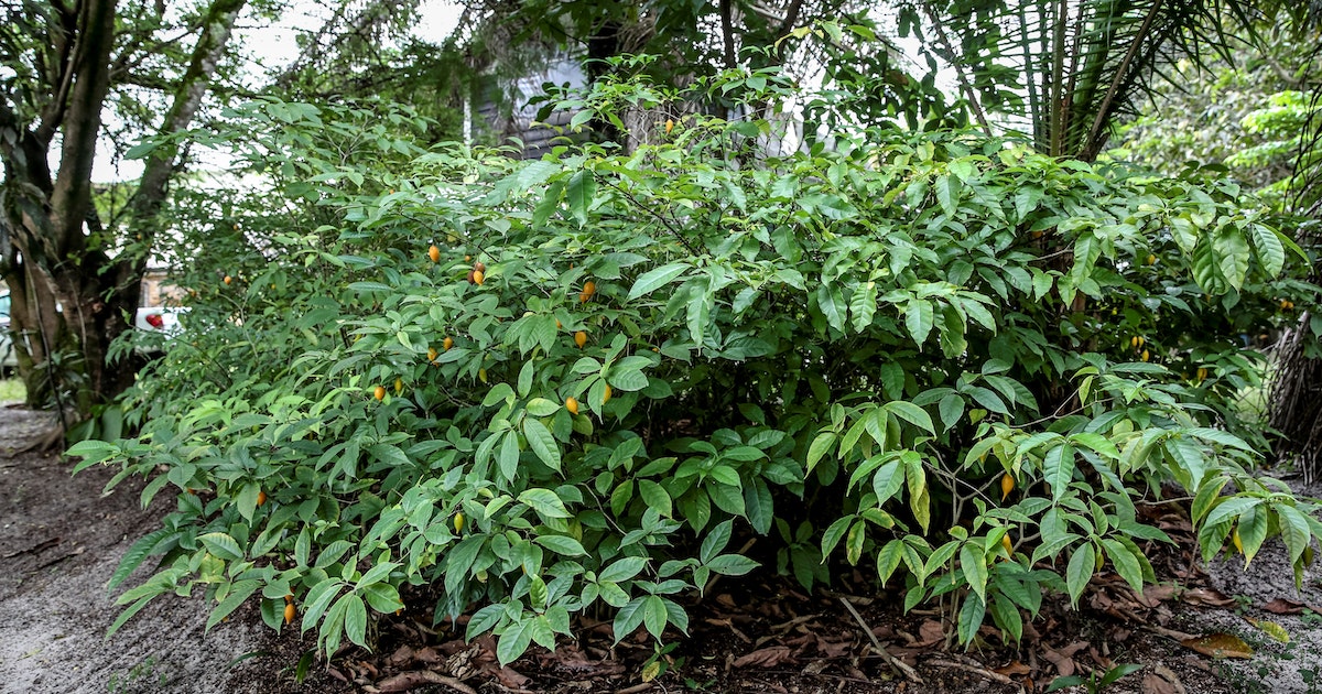 An African plant inspires scientists to create compounds that treat addiction and depression