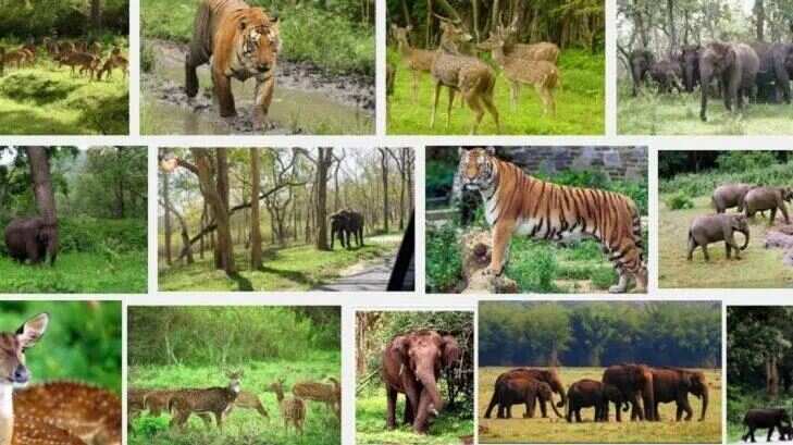 Ranthambore Trip Plan: Best Destination for Wildlife Lovers, with the knowledge full expenses and travel route within 2 minutes videos