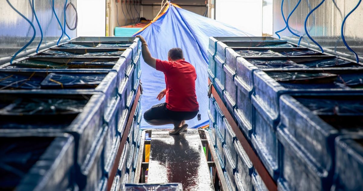 Asia pays the price of fees and growth expectations at the lowest level since Corona