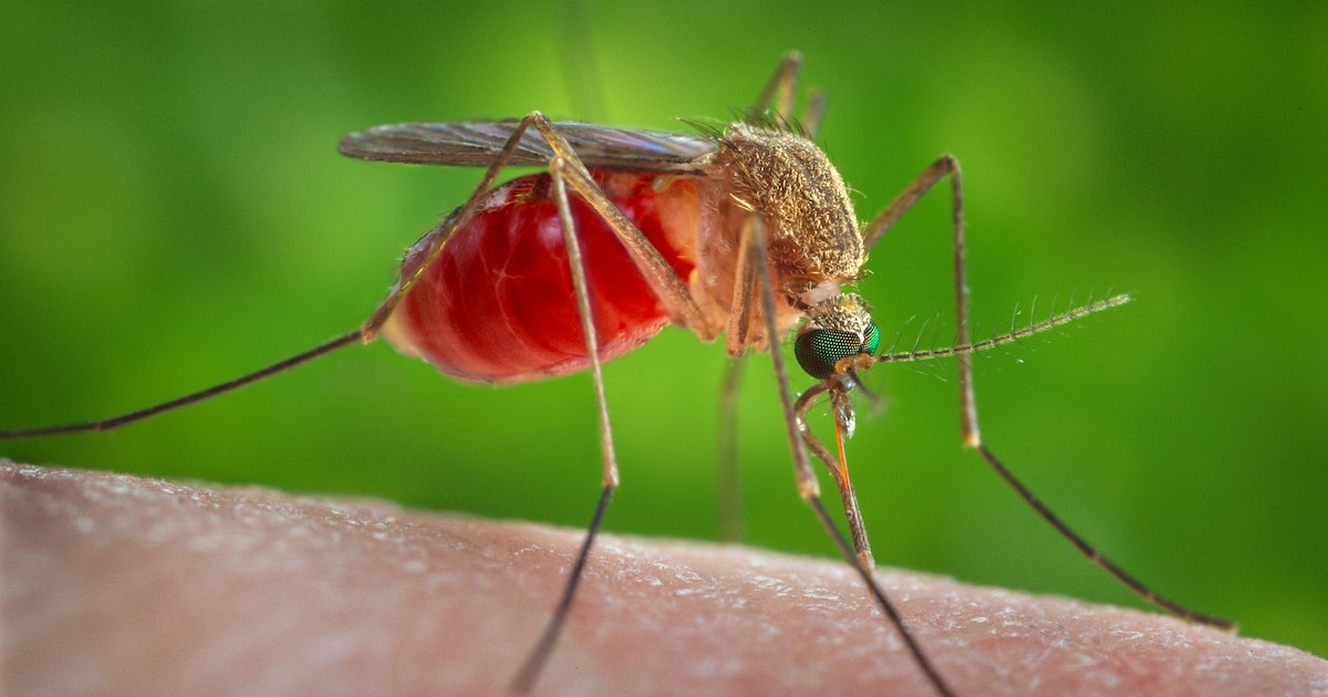 What attracts mosquitoes? .. How do we avoid biting its bite?