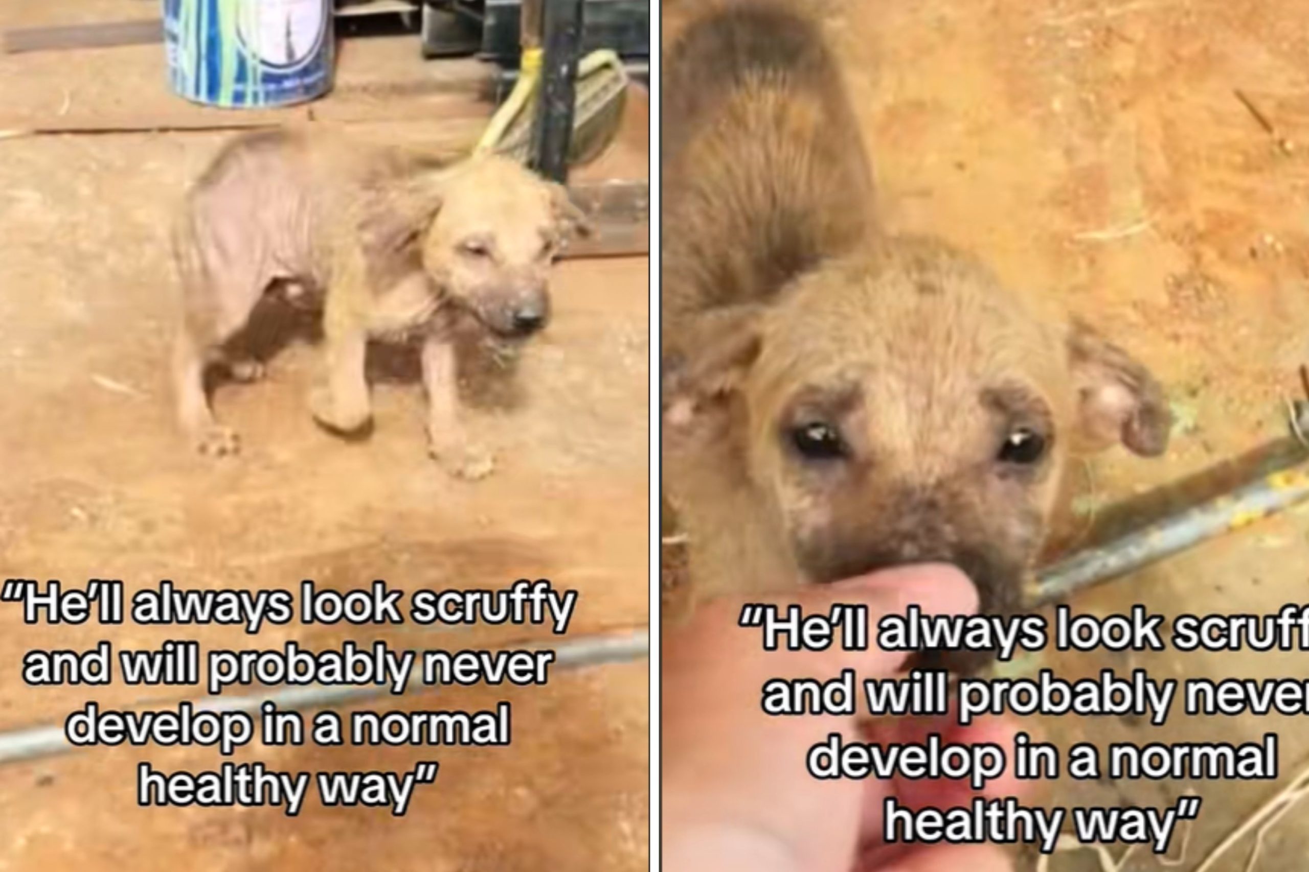 Woman Told Puppy Won’t ‘Develop’ Normally—Unprepared for What He Turns Into – ryan