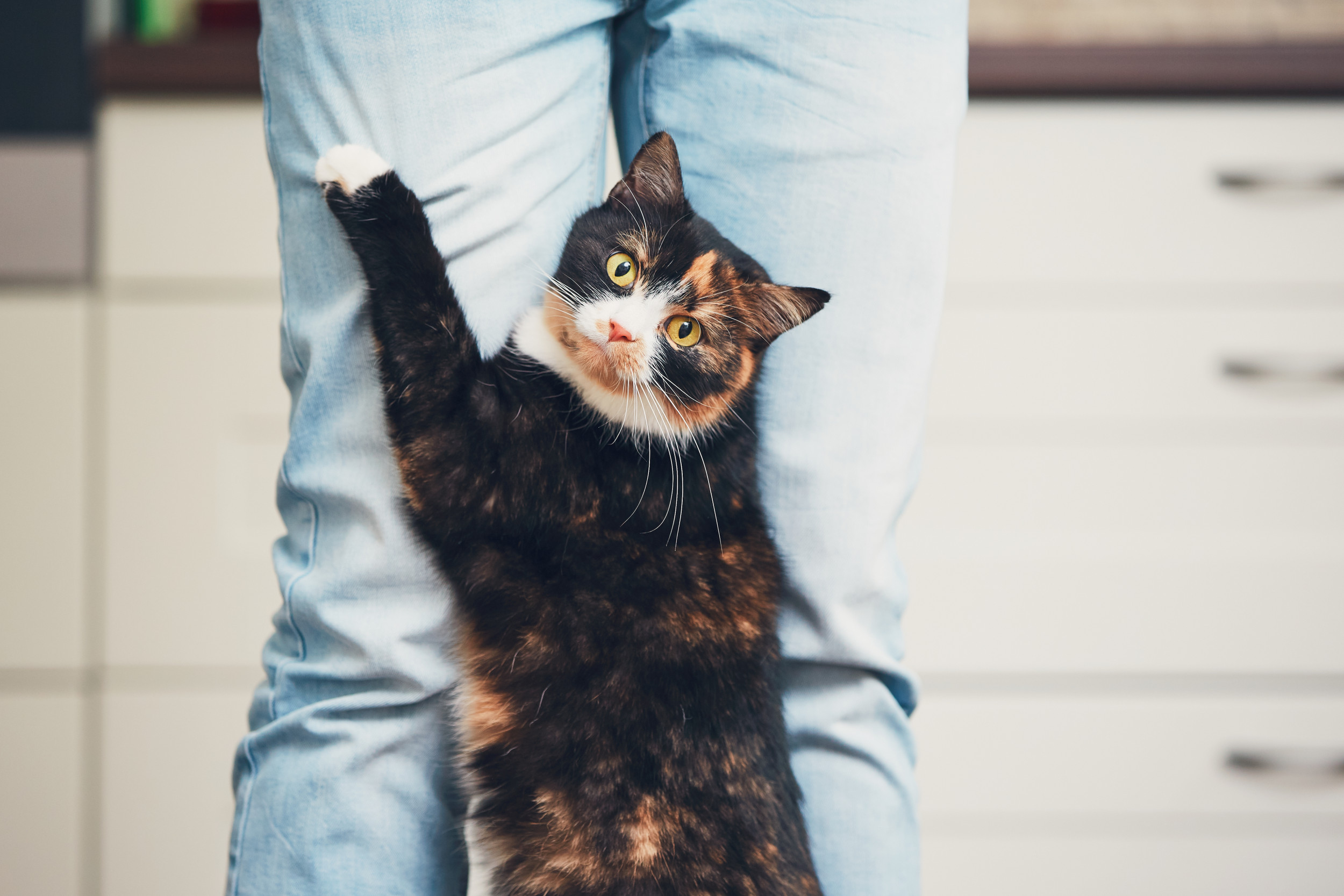 How Shelter Cat Ensures He’s Adopted Over Other Felines Delights Viewers – ryan