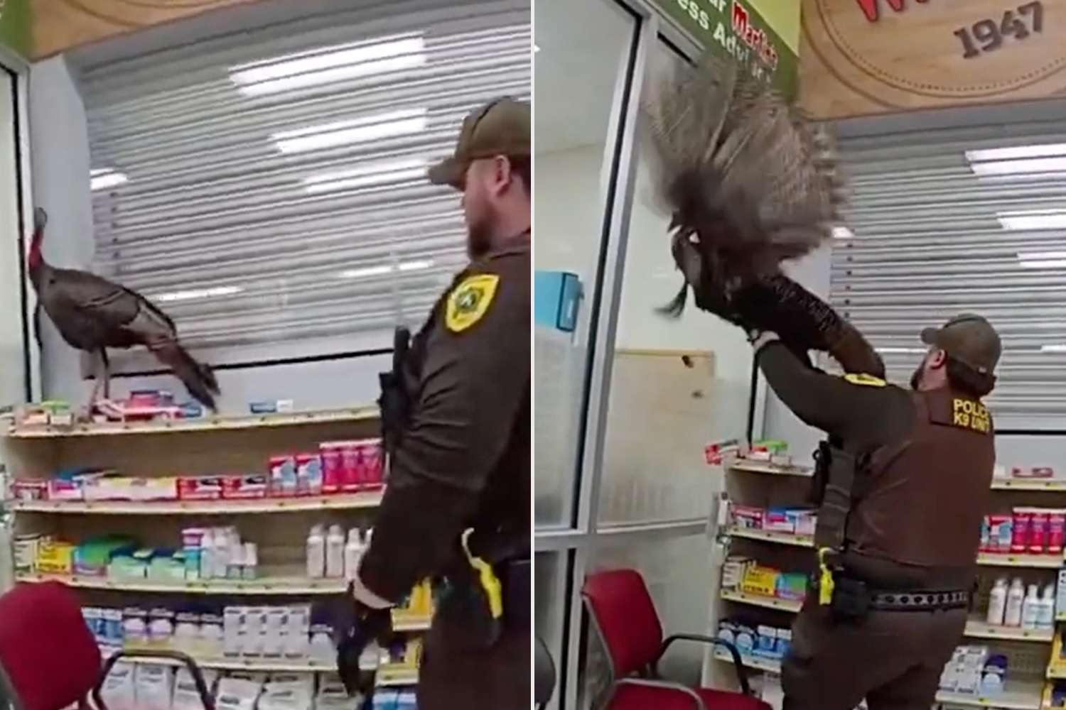 Police Capture Wild Turkey from Indiana Supermarket – ryan