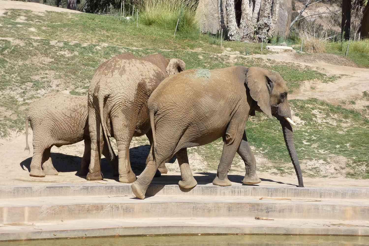 Watch Elephants Instinctively Protect Their Young amid San Diego Earthquake – ryan