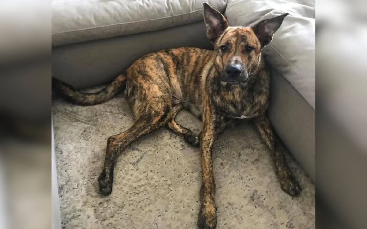 Couple Wondered Why Rescue Puppy Got So Big, Then DNA Test Revealed Truth – ryan