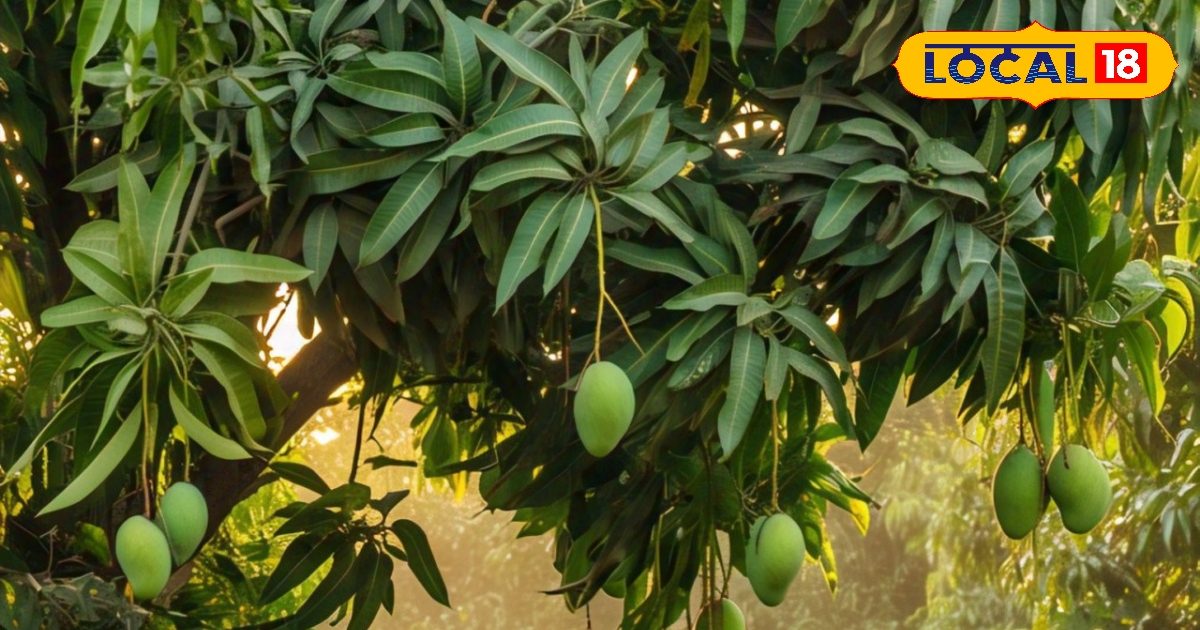 This Garden of Rampur has 5 million mango trees, claiming abroad